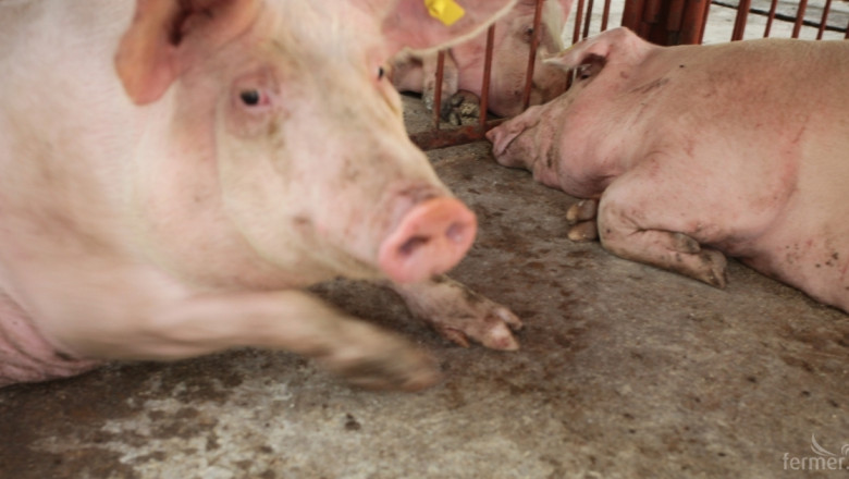 Биосигурността в индустриалните свинеферми е сериозна 