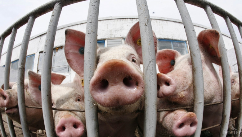 Свиневъдите са притеснени, но мерките срещу АЧС са драконовски 