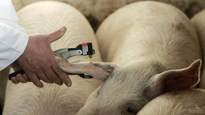 АЧС освети проблем: Хиляди прасета са нерегистрирани 