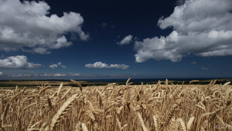 Изкупните цени на пшеницата – с 15% нагоре