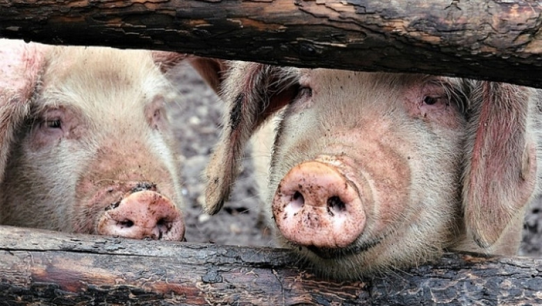 Заради чумата по свинете: Копаят ями за животински отпадъци в ловните стопанства 