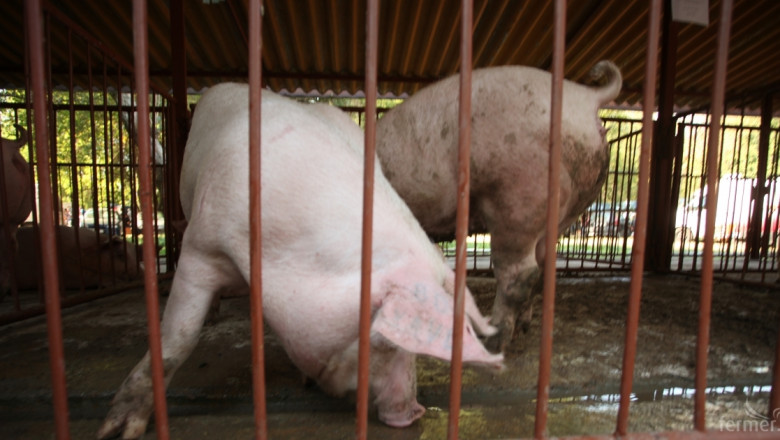 Чакат се резултатите от свинете в Бозвелийско, блокадата в Тутраканци продължава 