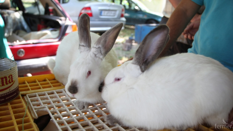 Край на недомислицата биологично производство на зайци