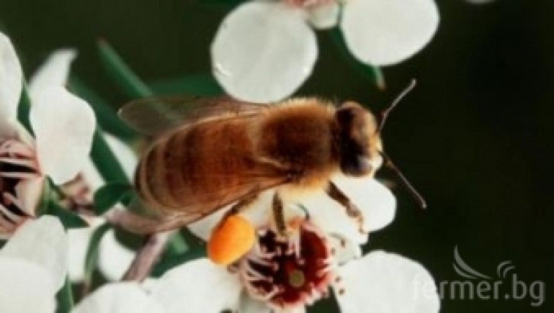 Как в Германия се справят с масовото измиране на пчелите?