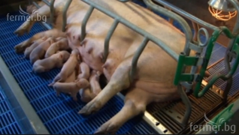ЕС увеличи производството на свинско месо 