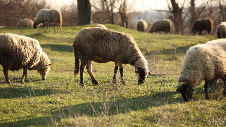 Заради чумата: Русия ограничи вноса на овце и кози от България