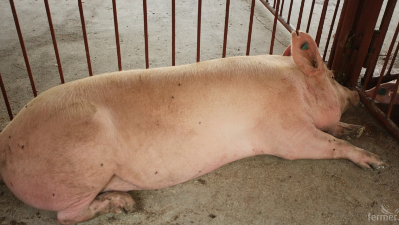 Внимание: Съмнение за Африканска чума по свинете в Тутраканци