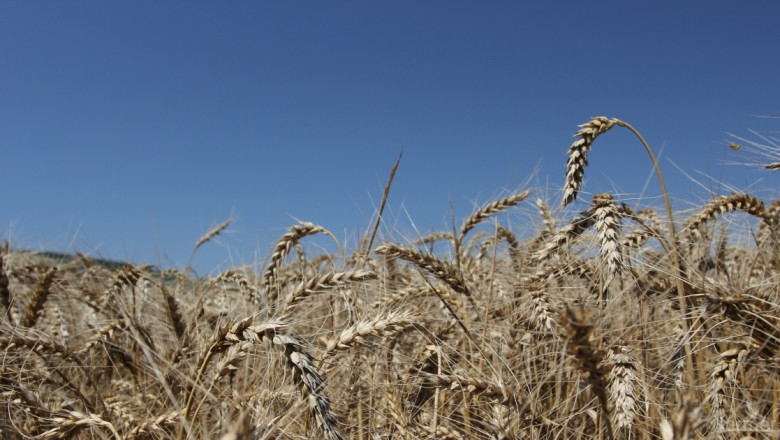 Ниско качество на пшеницата, но няма опасност от внос