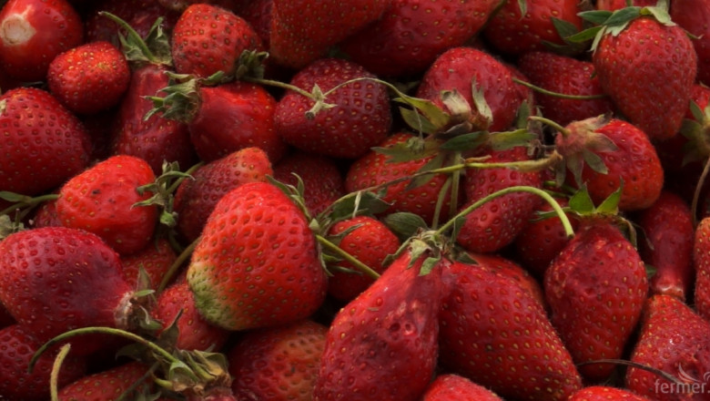 Робот заменя източноевропейските берачи на ягоди 
