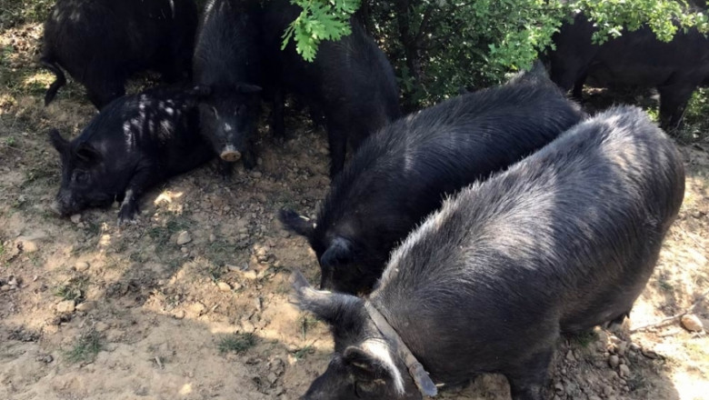 АЧС може да унищожи българска порода свине на 2500 години