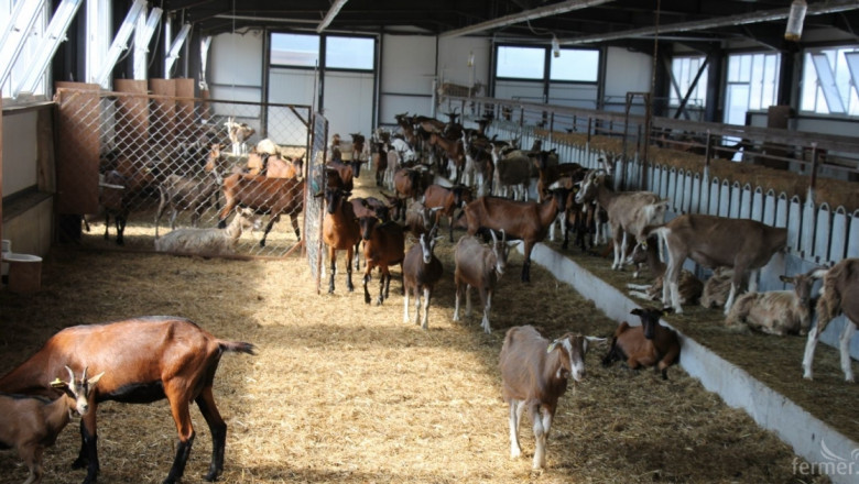 Швейцарец гледа френски кози в българско село