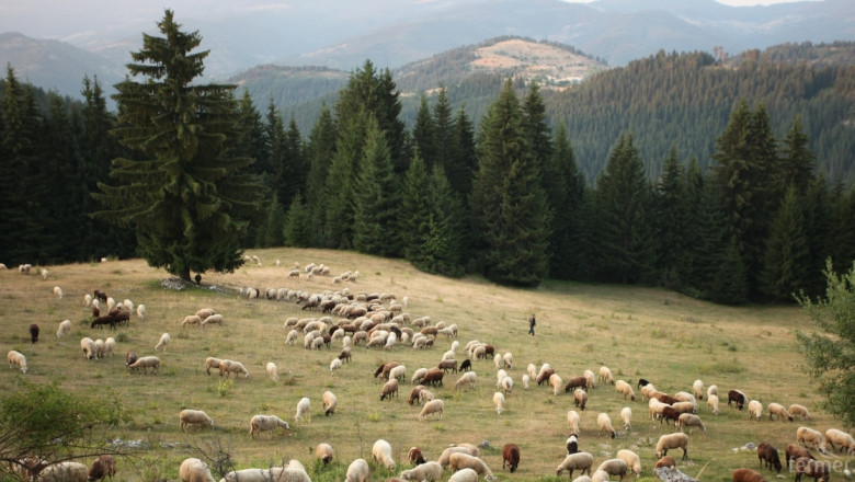 Първа теория за източника на чумата по овцете и козите