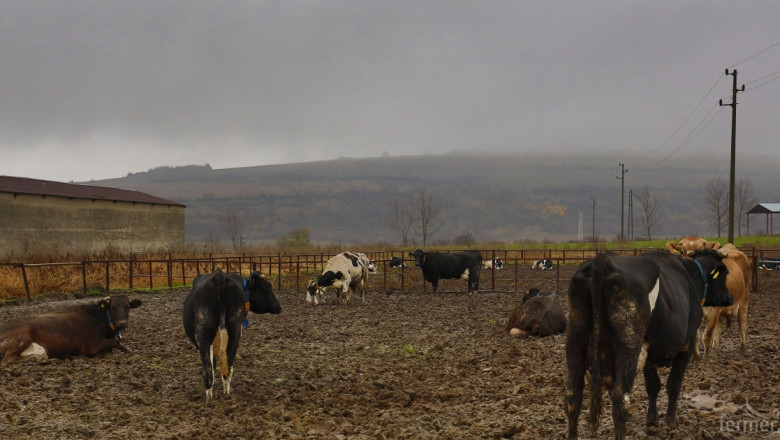 Антракс порази ферми във Франция