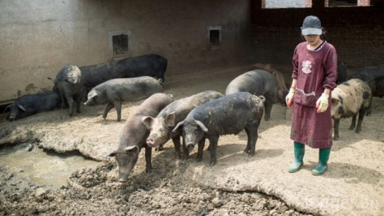 Най-големият производител на свинско е застрашен от АЧС