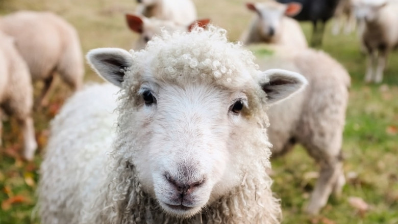 Лошото време се отрази негативно върху овцете в Англия 