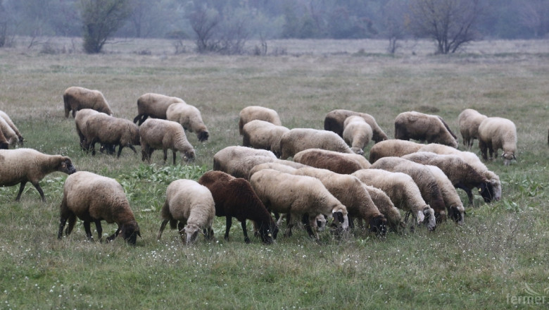 Започна изплащането на субсидиите по de minimis за овце и кози