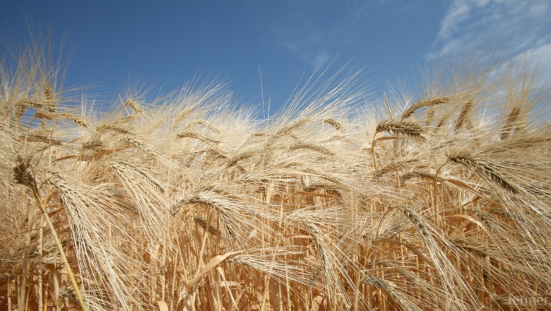 Силен ръст на цените на пшеницата в България