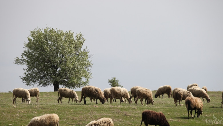 Задържаха стотици холандски овце