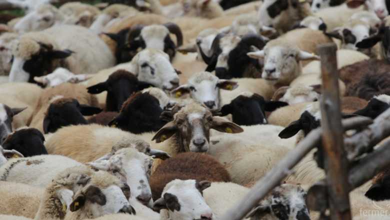 Над 410 000 лв. de minimis отива за животновъдите от Смолянско 