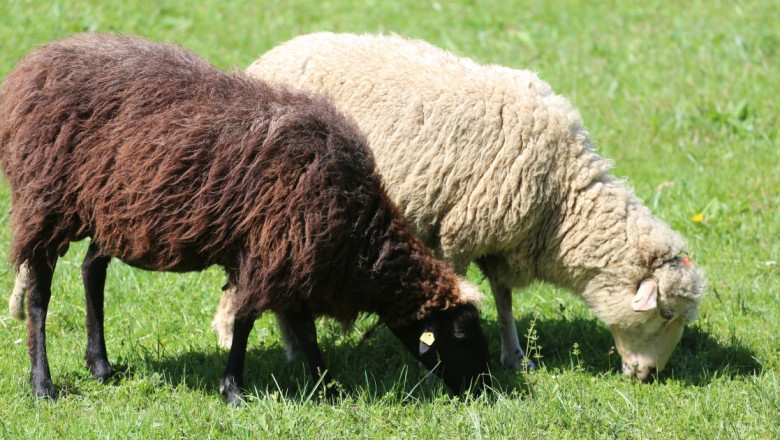 Защо БАБХ купува препарати за диагностика на чумата по овцете и козите?