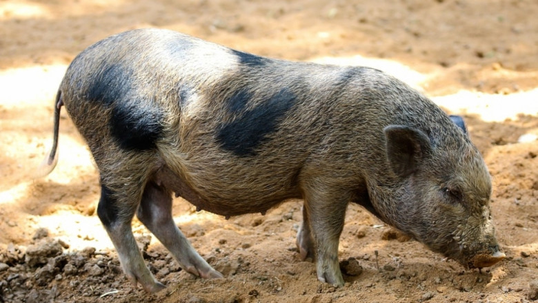 АЧС в най-голямата свиневъдна ферма в Литва  
