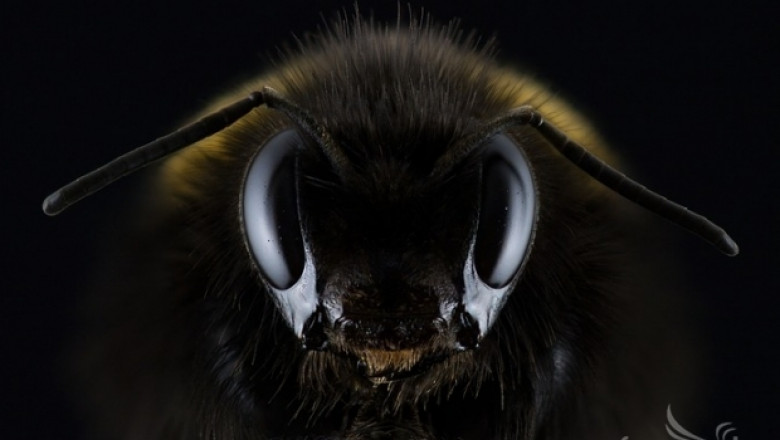 Пчели-роботи ще спасяват пчелни семейства 