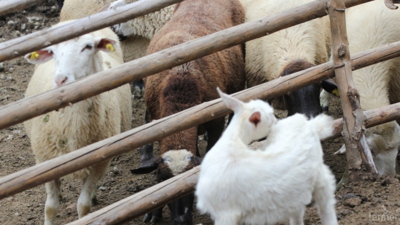 Още се чакат пробите на мъртвите овце в Благоевградско