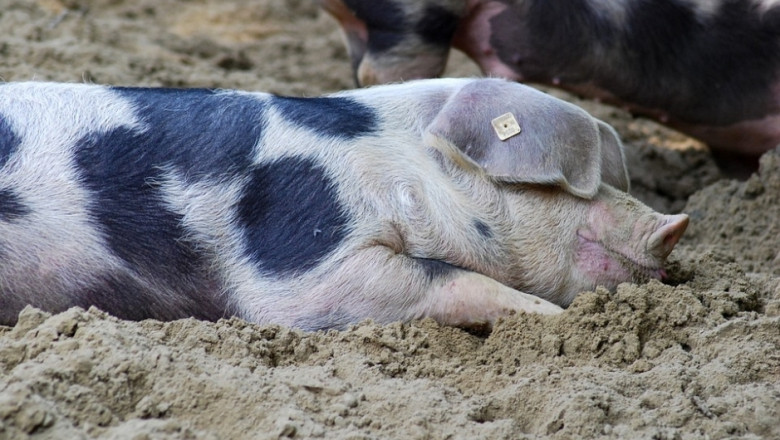 Полша ще разреши продажбата на свинско месо от зоните с АЧС