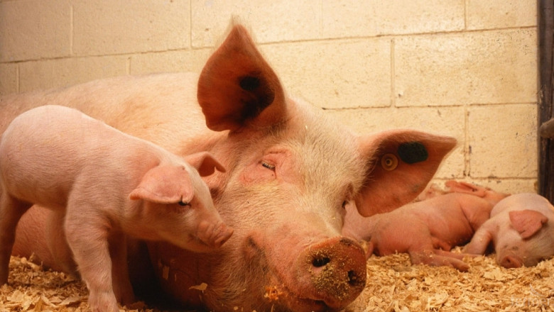 Африканска чума: Евтаназират близо 16 000 прасета в Латвия