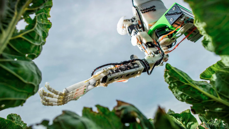 Робот се грижи за прибирането на реколтата в оранжерии