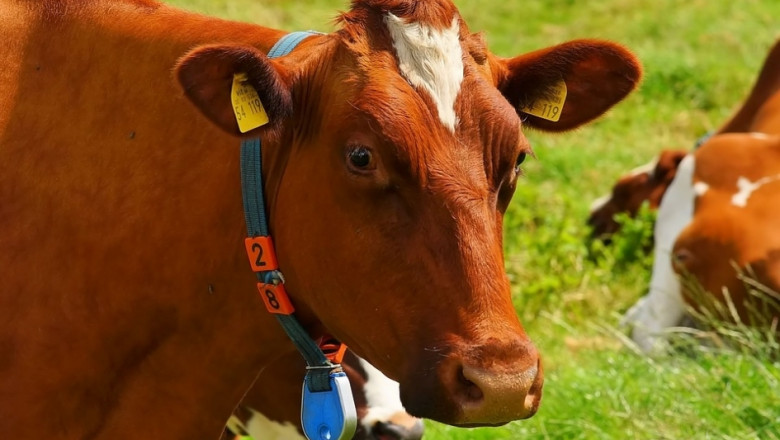 Горещото лято лиши кравите в Австрия и от роса