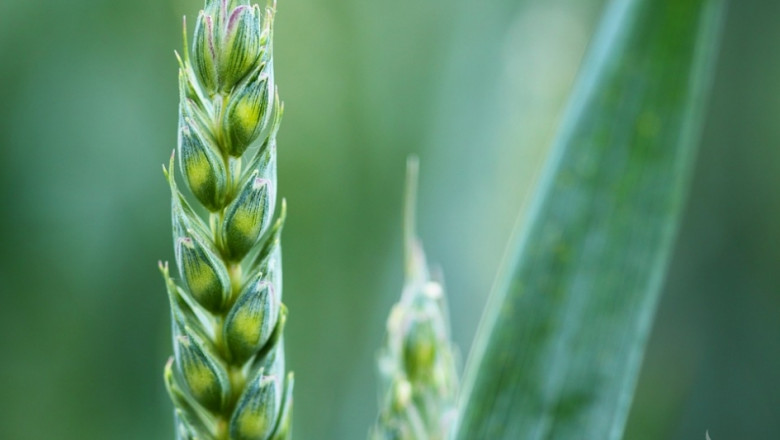 Русия изнесе 3,8 пъти повече пшеница