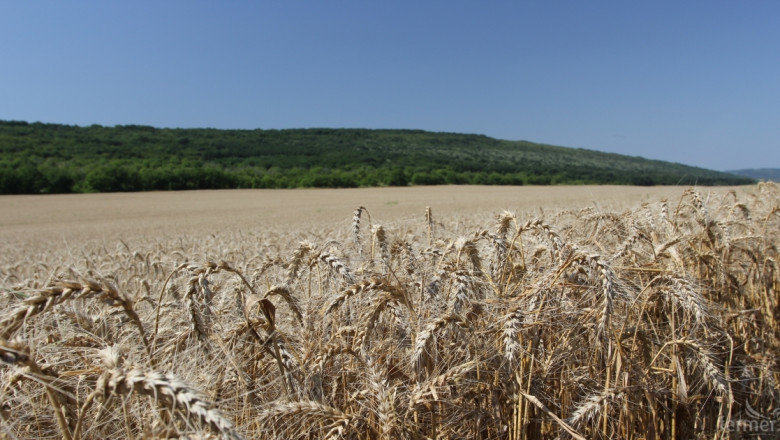 Летящ старт за износа на българска пшеница