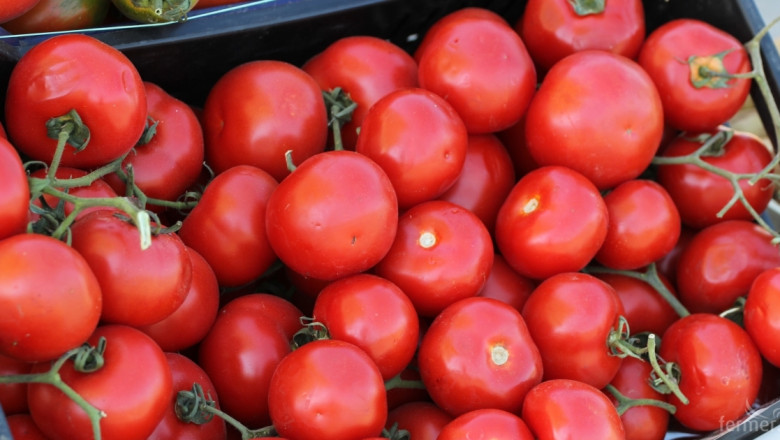 Забележим спад на производството на промишлени домати в ЕС