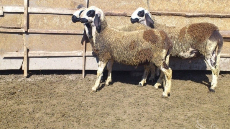 Вземат втора проба за чума по овцете от фермата в Болярово