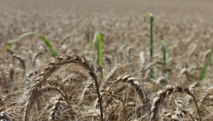 Русия очаква зърнена реколта от 100 млн. тона - Agri.bg
