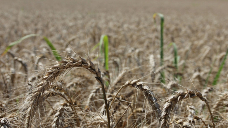 Русия очаква зърнена реколта от 100 млн. тона