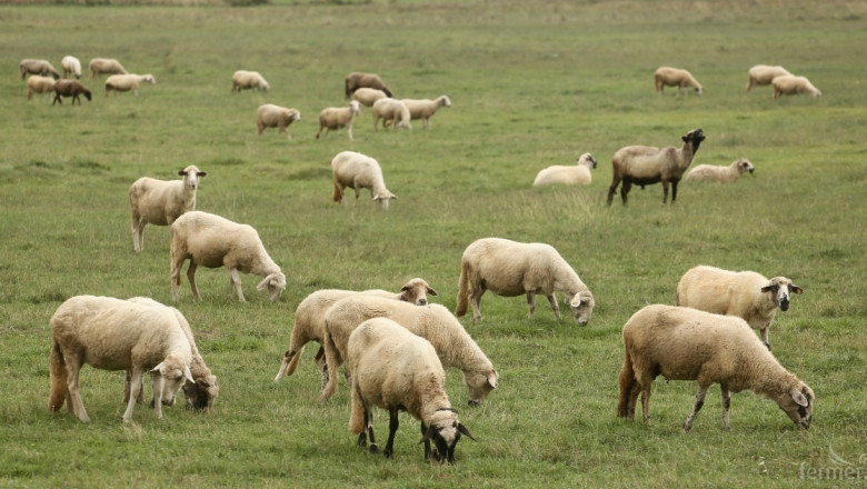 Над 120 са животновъдите, подали документи за de minimis във Варна