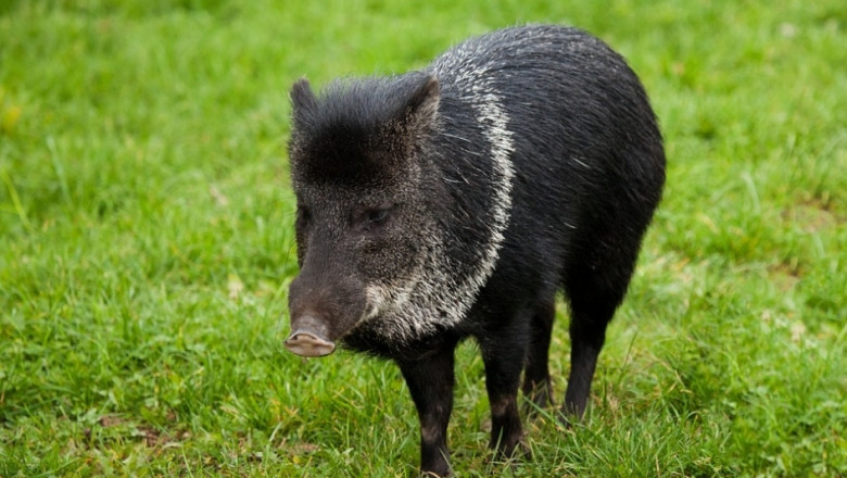 Разрешиха груповия лов на диви свине срещу африканската чума