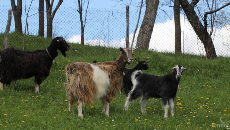Как да предпазите овцете и козите от чумата?