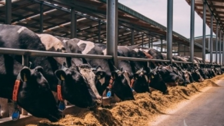 Най-голямата млечна ферма в Хърватия