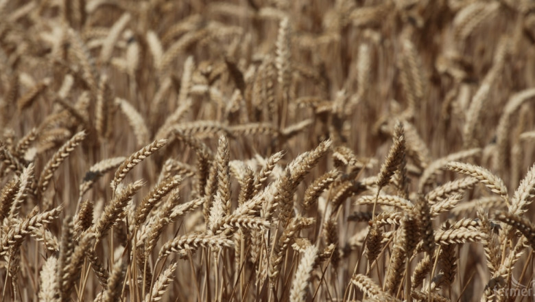 Продължава прибирането на пшеницата в Добричко