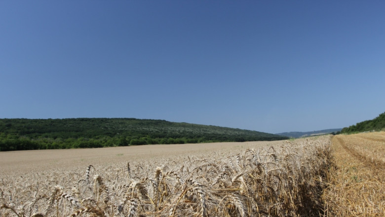 Сушата изяде част от реколтата от пшеница в Русия