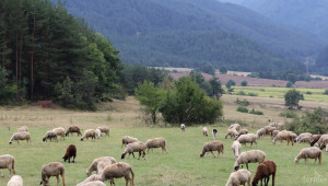 Удължава се срокът за кандидатстване за помощ de minimis за овце и кози - Agri.bg