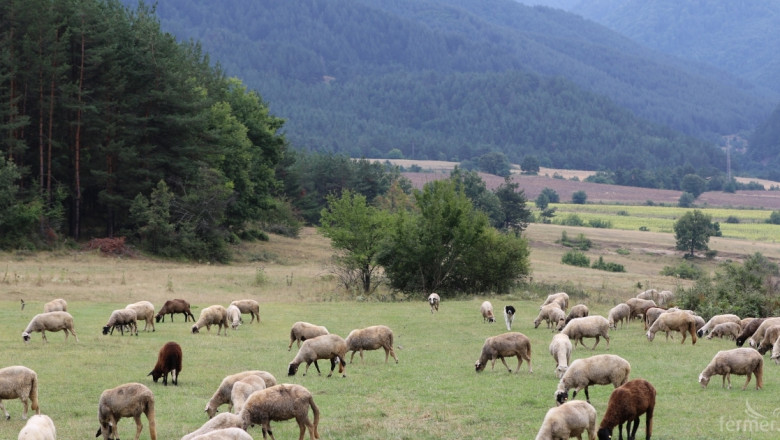 Удължава се срокът за кандидатстване за помощ de minimis за овце и кози