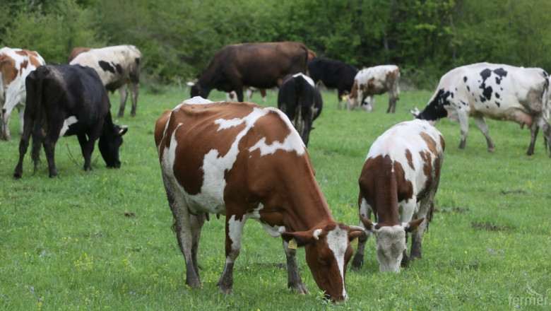 Храните ли правилно млечните си крави?