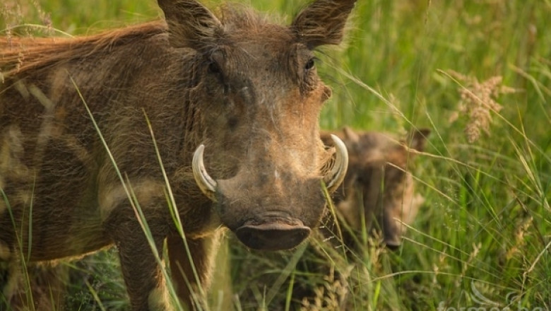 Взимат проби от отстреляните диви прасета за Африканска чума по свинете 