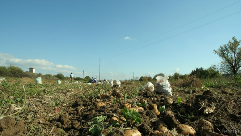 Свръхпроизводство на картофи в Европа