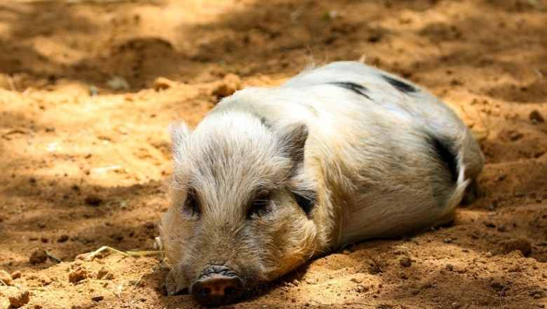 Поголовието от свине в Германия най-ниско от 2011 г. насам 