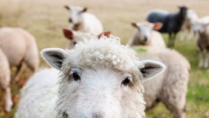 Близо 9,4 млн. лв. помощ по две схеми на de minimis за овце и кози - Agri.bg
